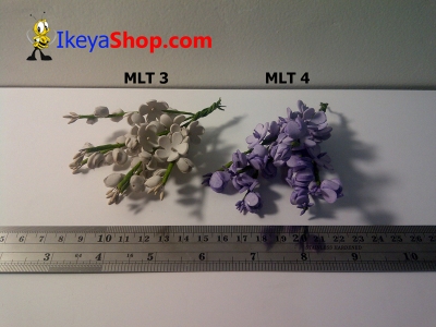 MLT 3 4  large2